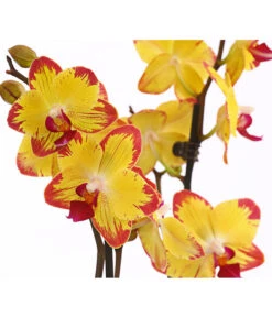 Schmetterlingsorchidee - Phalaenopsis Cultivars, Sonderfarben -Blumen Geschaft 8256943 WE DE 001 SchmetterlingsorchideePhalaenopsisBeeStingT12PremiumDehnerExpressHerzig