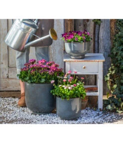 Primel 'Victoriana', Verschiedene Farben -Blumen Geschaft 8261331 8809857 WE MO 001 PrimelVictorianaGaensebluemchenErdbeersahne