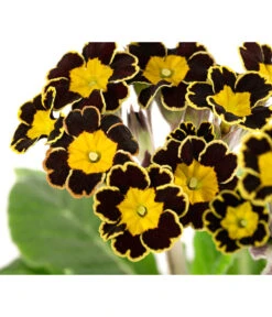Primel 'Victoriana', Verschiedene Farben -Blumen Geschaft 8261331 WE DE 001 PrimulaVictoriana T10 schwarz