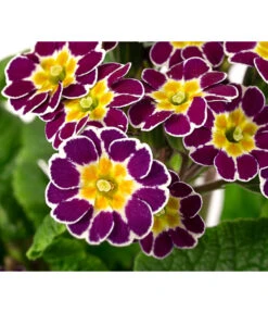 Primel 'Victoriana', Verschiedene Farben -Blumen Geschaft 8261331 WE DE 001 PrimulaVictoriana T10 violett
