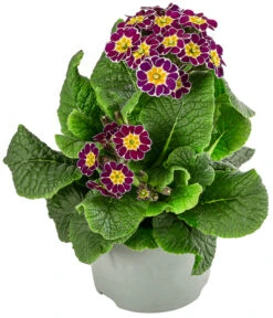 Primel 'Victoriana', Verschiedene Farben -Blumen Geschaft 8261331 WE FS 001 PrimulaVictoriana T10 violett