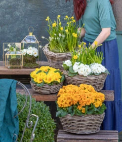 Stängelprimel, Schale -Blumen Geschaft 8261463 WE MO 001 FruehlingsHighlights