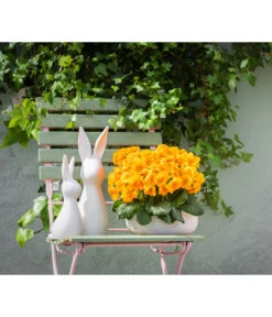 Stängelprimel, Schale -Blumen Geschaft 8261463 WE MO 001 PrimelPrimulaSchaleGelb Hase