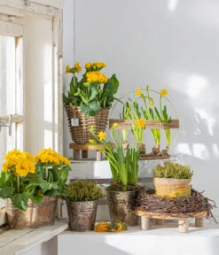 Stängelprimel, Schale -Blumen Geschaft 8261463 WE MO 001 PrimulaStaengelprimel