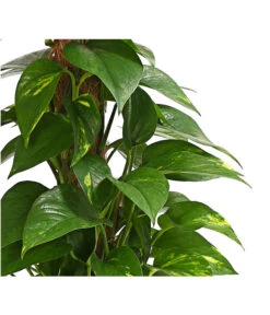 Efeutute - Epipremnum Aureum Am Moosstab -Blumen Geschaft 8272569 WE DE 001 EphipremnumMoostabT15DehnerExpressHerzig