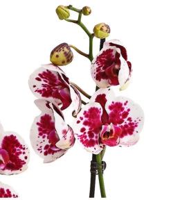 Schmetterlingsorchidee - Phalaenopsis Cultivars, Sonderfarben -Blumen Geschaft 8283269 WE DE 002 SchmetterlingsorchideePhalaenopsisSparklingMoments2TrieberT12DehnerExpressHerzig