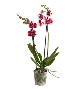Schmetterlingsorchidee - Phalaenopsis Cultivars, Sonderfarben -Blumen Geschaft 8283269 WE FS 001 SchmetterlingsorchideePhalaenopsisSparklingMoments2TrieberT12DehnerExpressHerzig
