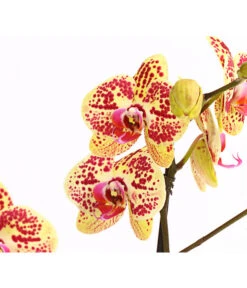 Schmetterlingsorchidee - Phalaenopsis Cultivars, Sonderfarben -Blumen Geschaft 8283392 WE DE 001 SchmetterlingsorchideePhalaenosisTotalCool2TrieberT12OWDehnerExpressHerzig