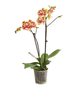 Schmetterlingsorchidee - Phalaenopsis Cultivars, Sonderfarben -Blumen Geschaft 8283392 WE FS 001 SchmetterlingsorchideePhalaenosisTotalCool2TrieberT12OWDehnerExpressHerzig