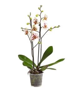 Schmetterlingsorchidee - Phalaenopsis Cultivars, Sonderfarben -Blumen Geschaft 8283400 WE FS 001 SchmetterlingsorchideePhalaenopsisGoodTimes2TrieberPremiumDehnerExpressHerzig