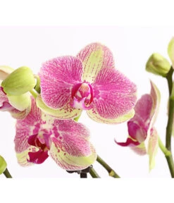 Schmetterlingsorchidee - Phalaenopsis Cultivars, Sonderfarben -Blumen Geschaft 8283475 WE DE 001 SchmetterlingsorchideePhalaenopsisMarshmellow2TrT12DehnerExpressHerzig
