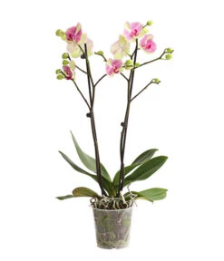 Schmetterlingsorchidee - Phalaenopsis Cultivars, Sonderfarben -Blumen Geschaft 8283475 WE FS 001 SchmetterlingsorchideePhalaenopsisMarshmellow2TrT12DehnerExpressHerzig