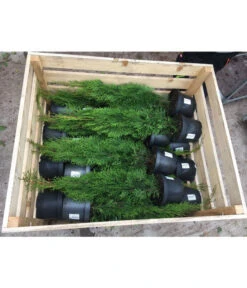 31 Meter Lebensbaum 'Smaragd', 125 X Ca. 40-60 Cm -Blumen Geschaft 8295149 WE FS 001 ThujaPalette3Liter