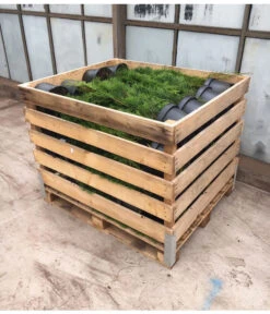 24 Meter Lebensbaum 'Smaragd', 80 X Ca. 60-80 Cm -Blumen Geschaft 8295156 WE FS 003 ThujaPalette5Liter