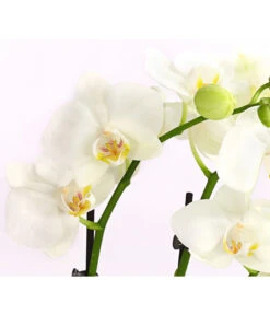 Midi Schmetterlingsorchidee - Phalaenopsis Cultivars, Weiß 7 Midi Schmetterlingsorchidee - Phalaenopsis Cultivars, Weiß -Blumen Geschaft 8295297 WE DE 001 SchmetterlingsorchideePhalaenopsisHybrideTableDance2TrieberDehnerExpressHerzig