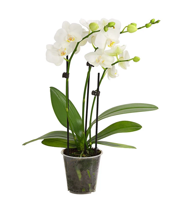 Midi Schmetterlingsorchidee - Phalaenopsis Cultivars, Weiß 1 Midi Schmetterlingsorchidee - Phalaenopsis Cultivars, Weiß