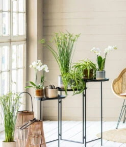 Midi Schmetterlingsorchidee - Phalaenopsis Cultivars, Weiß 6 Midi Schmetterlingsorchidee - Phalaenopsis Cultivars, Weiß -Blumen Geschaft 8295297 WE MO 001 PhalaenopsisMidiWeissCyperusGC052021