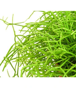 Binsenkaktus - Rhipsalis Cultivars, Verschiedene Sorten 10 Binsenkaktus - Rhipsalis Cultivars, Verschiedene Sorten -Blumen Geschaft 8297434 PR DE 001 RhipsalisCassuthaDehnerExpressHerzig