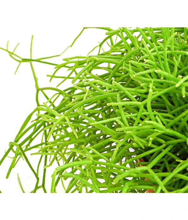 Binsenkaktus - Rhipsalis Cultivars, Verschiedene Sorten 5 Binsenkaktus - Rhipsalis Cultivars, Verschiedene Sorten – Bild 5