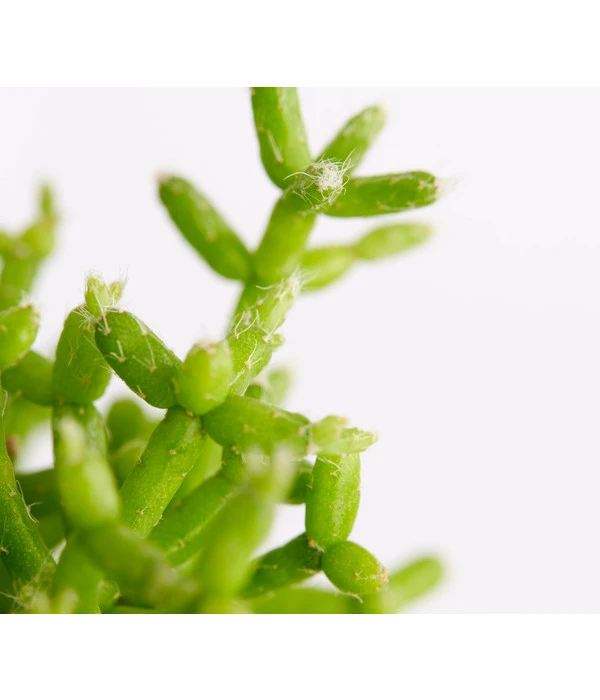 Binsenkaktus - Rhipsalis Cultivars, Verschiedene Sorten 4 Binsenkaktus - Rhipsalis Cultivars, Verschiedene Sorten – Bild 4
