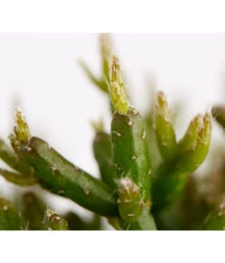 Binsenkaktus - Rhipsalis Cultivars, Verschiedene Sorten 8 Binsenkaktus - Rhipsalis Cultivars, Verschiedene Sorten -Blumen Geschaft 8297434 PR FS 001 RhipsalisCereusculaMixBinsenkaktusT12DehnerExpressZS