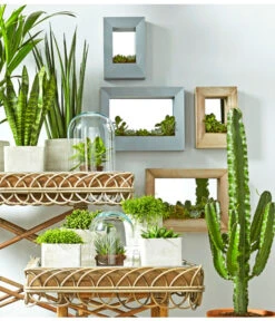 Binsenkaktus - Rhipsalis Cultivars, Verschiedene Sorten 11 Binsenkaktus - Rhipsalis Cultivars, Verschiedene Sorten -Blumen Geschaft 8297434 PR MO 001 KakteenSukkulentenBild1BL14 8268799 8241077 8267692 8679631 8673881 8239691 2149532 2149649 3266335