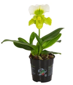 Frauenschuh - Paphiopedilum Complex Hybride