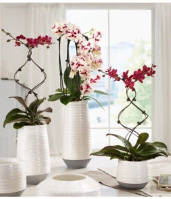 Schmetterlingsorchidee - Phalaenopsis Cultivars 'Big Lip', Kaskade -Blumen Geschaft 8297830 WE MO 001 OrchideenKeramikCeciliaDehnerbild