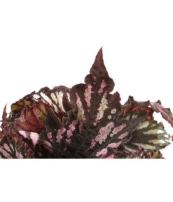 Blattbegonie - Begonia Rex Hybride, Verschiedene Sorten -Blumen Geschaft 8299638 WE DE 001 BegoniaRexMixT12