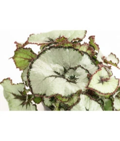 Blattbegonie - Begonia Rex Hybride, Verschiedene Sorten -Blumen Geschaft 8299638 WE DE 002 BegoniaRexMixT12