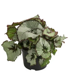 Blattbegonie - Begonia Rex Hybride, Verschiedene Sorten
