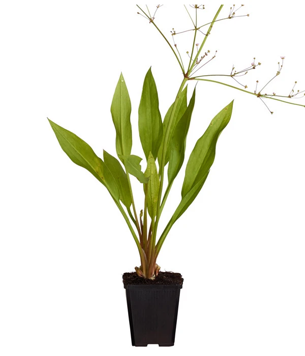 Gemeiner Froschlöffel – Bild 3