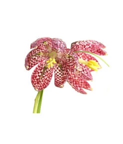 Schachbrettblume - Kibitzei -Blumen Geschaft 8311722 PR DE 001 FritillariaMeleagrisT9DehnerExpressHerzig