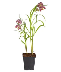 Schachbrettblume - Kibitzei -Blumen Geschaft 8311722 PR FS 001 FritillariaMeleagrisT9DehnerExpressHerzig