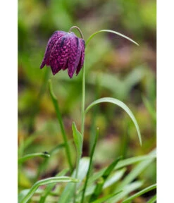 Schachbrettblume - Kibitzei -Blumen Geschaft 8311722 WE MO 001 FritillariaMeleagrisSchachbrettblumeLucknerMai2015