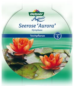 Dehner Seerose 'Aurora' -Blumen Geschaft 8315921 Seerose Aurora Etikett 1 NEU