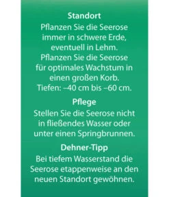 Dehner Seerose 'Aurora' -Blumen Geschaft 8315921 Seerose Aurora Etikett 2