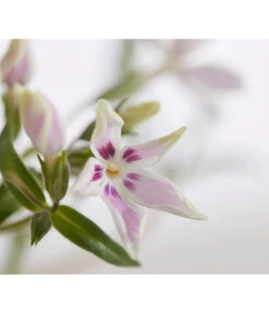 Teppich-Phlox -Blumen Geschaft 8363798 PR DE 001 PhloxDouglasiGestreiftT9DehnerExpressZS