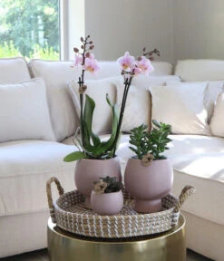 Pflanzen-Arrangement Scandic Nude, 7-teilig -Blumen Geschaft 8400772 WE MO 001 PflanzensetScandicNude