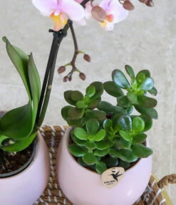 Pflanzen-Arrangement Scandic Nude, 7-teilig -Blumen Geschaft 8400772 WE MO 002 PflanzensetScandicNude