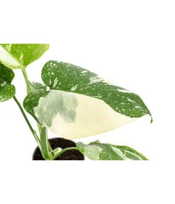 Fensterblatt - Monstera Deliciosa 'Thai Constellation', Panaschiert -Blumen Geschaft 8402034 WE DE 001 MonsteraThaiConstellationT6