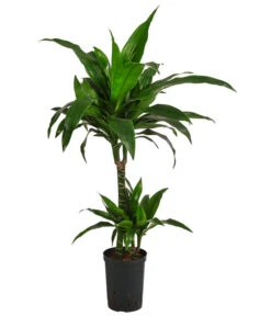 Drachenbaum - Dracaena 'Janet Craig', Hydrokultur