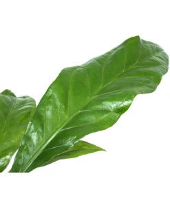 Blattanthurie - Anthurium Ellipticum 'Jungle King', Hydrokultur -Blumen Geschaft 8425381 WE DE 001 AnthuriumJunglebush1519H50