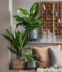 Dehner Keramik-Übertopf Elsa, Bauchig, Türkis -Blumen Geschaft 8504326 WE MO 001 Schusterpalme