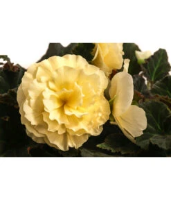 Hängebegonie 'Champagner' -Blumen Geschaft 8504383 WE DE 001 HaengebegonieChampagnerT23