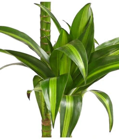 Drachenbaum - Dracaena Fragrans 'Hawaiian Sunshine' -Blumen Geschaft 8511545 WE DE 001 DrachenbaumDracaenaMassangianaHawaiinSunshineT19OWDehnerExpressHerzig