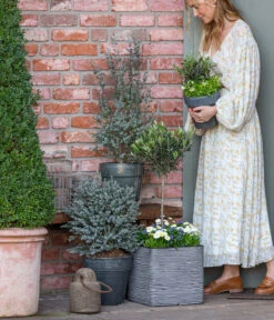 Gänseblümchen, Gefüllt -Blumen Geschaft 8512238 WE MO 001 EukylaptusOlive 1