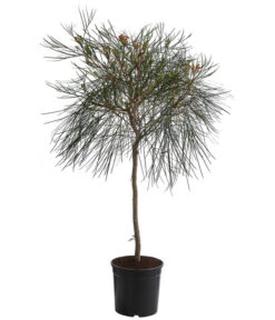 Australische Silbereiche 'Johnson's'