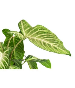 Goldnarbe - Xanthosoma Lindenii 'Angel Wings' -Blumen Geschaft 8532079 WE DE 001 XanthosomaLindeniiT14Xanthosoma
