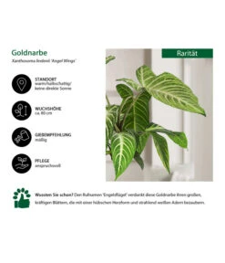 Goldnarbe - Xanthosoma Lindenii 'Angel Wings' -Blumen Geschaft 8532079 WE IG 001 GoldnarbeAngelWings